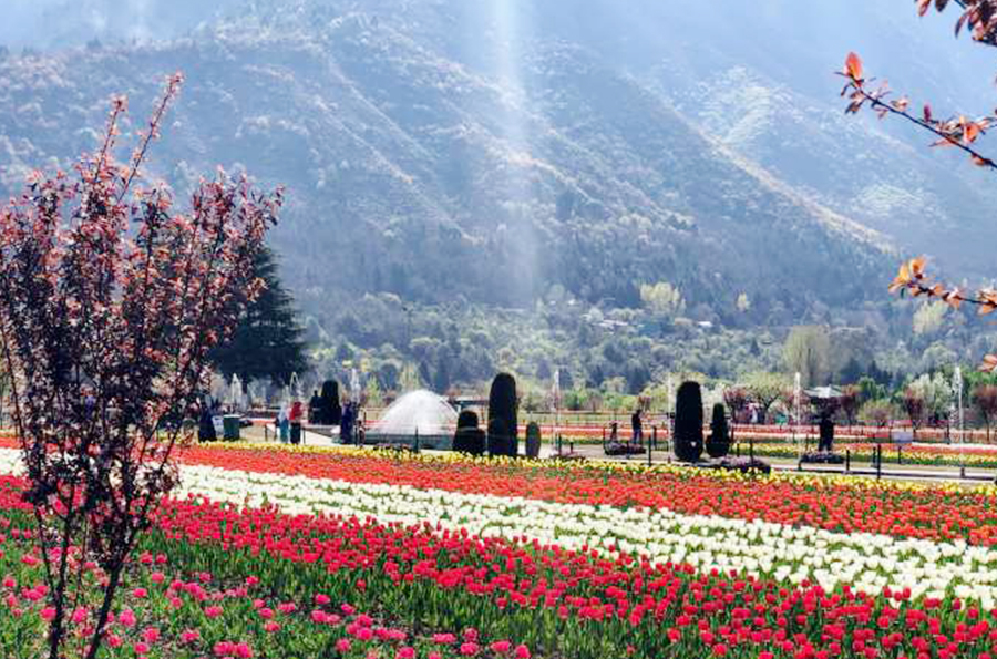 tulip garden